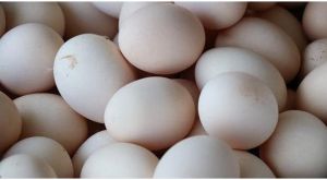 Aseel White Eggs