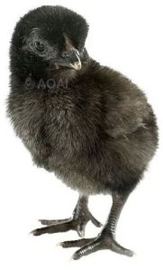 kadaknath chicks