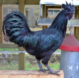 Kadaknath Country Chicken