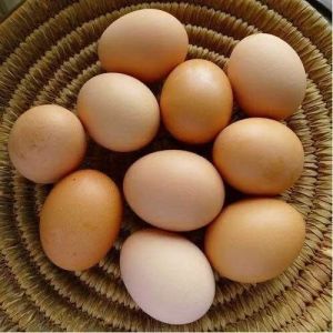 Kadaknath Chicken Eggs