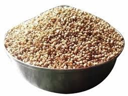 hybrid bajra seed