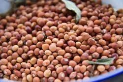 Pigeon Pea