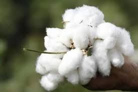 white raw cotton