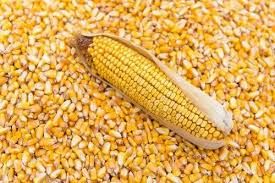 Yellow Corn