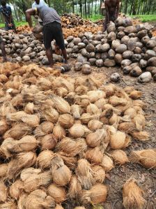 Semi Husked Coconut