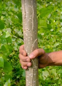 Poplar plant