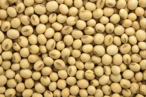 Soya Bean