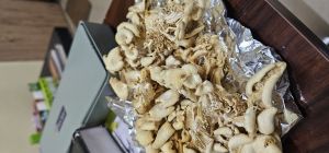 Dry Oyster Mushroom