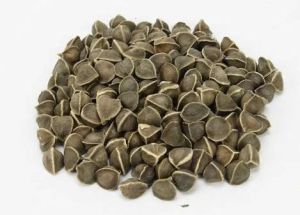 Moringa Seeds