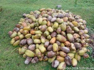 Green Tender Coconut