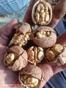 Walnut Kernels