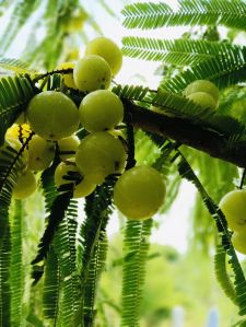 Green amla