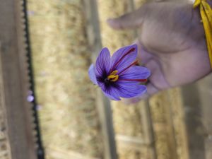 Mongra Saffron