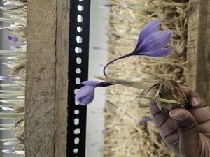 Saffron Seeds