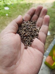 black wheat seed