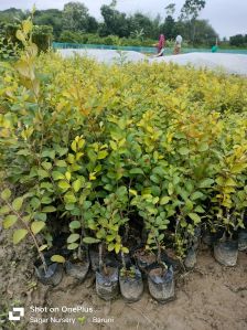 kashmiri sundari red apple ber plant