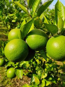 malta mosambi plant