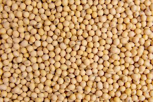 Non Gmo Soybean