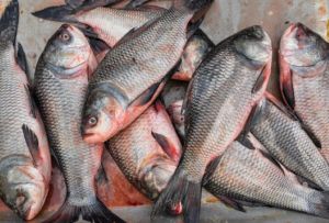 Catla Fish