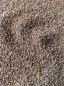 Pearl Millet