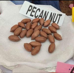 PECAN NUTS