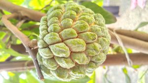 Custard Apple