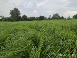 Lemongrass Oil