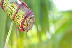 Coconut Sap Water
