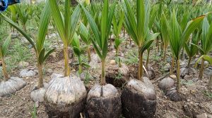 Coconut Plants