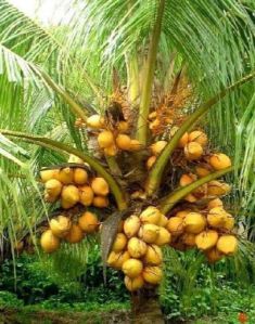 Hybrid Coconut Tree