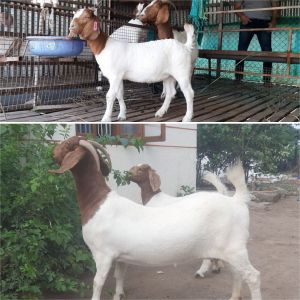 african boer goat