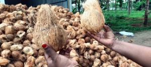 Semi Husked Coconuts