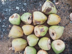 Coconut Husk