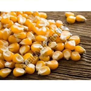 Maize Grains
