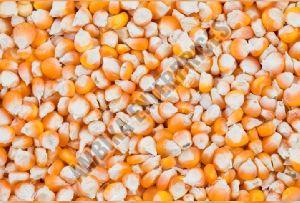 Maize Grains