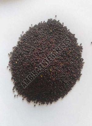 Mustard seeds