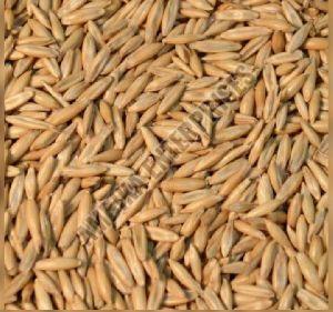 Oats Seeds