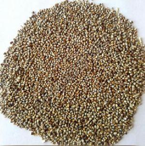 Pearl Millet Seed