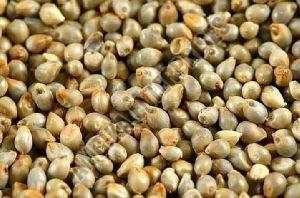 Pearl Millet Seed