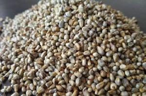 Pearl Millet Seed