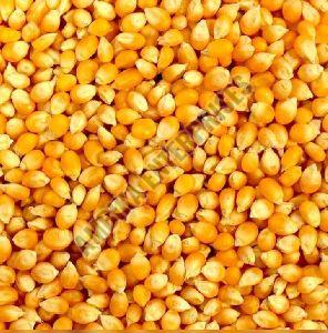 Maize Grains