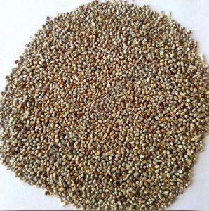 Pearl Millet Seed