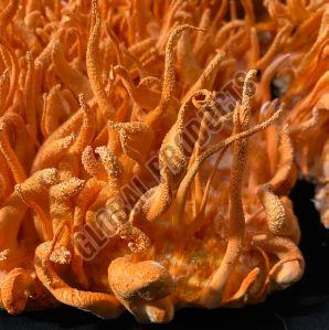 cordyceps mushrooms