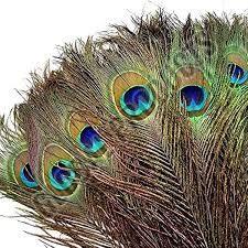 Peacock Feathers