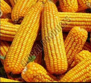 Yellow Corn