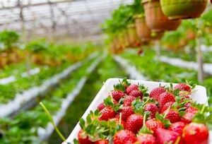 Red Common Fresh Strawberry