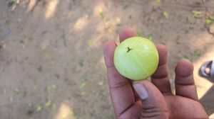 Amla