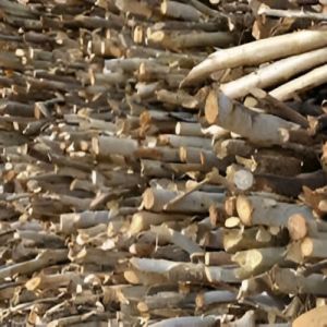 Dry Eucalyptus Firewood