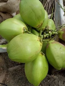 Tender Coconut