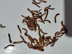 Live mealworm